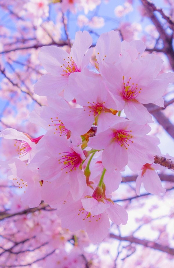 Изображение №1 1400x2160 «Цветение плодового дерева» из коллекции «Весна»