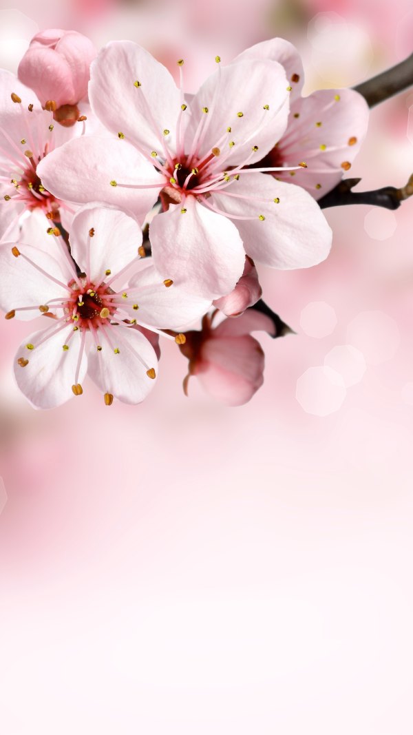 Изображение №29 2160x3840 «Светло розовый фон, цветение» из коллекции «Весна»