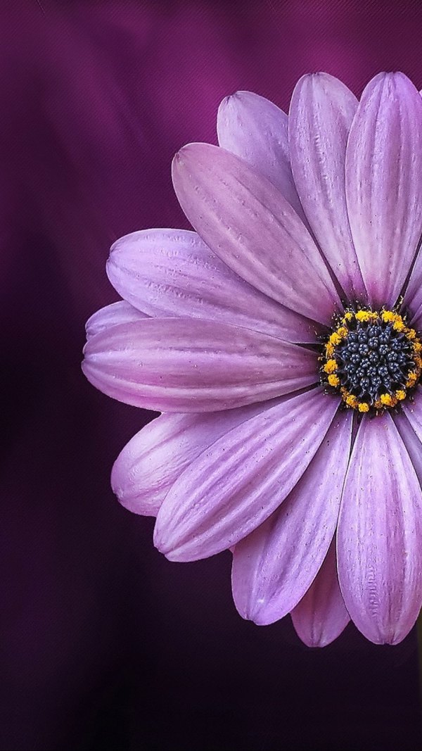 Изображение №10 1080x1920 «Фиолетовый фон ромашка» из коллекции «Весна»