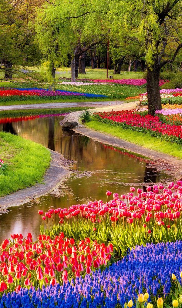Изображение №6 1700x2880 «Красивый весенний парк с тюльпанами Кёкенхоф» из коллекции «Весна»