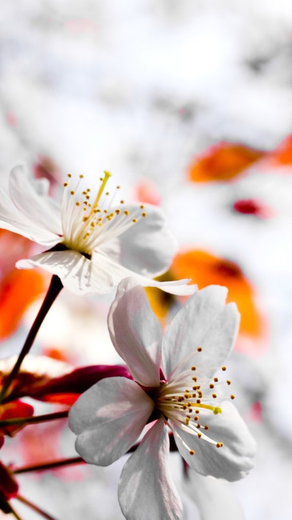 Изображение №65 1080x1920 «Весенние цветки курпно» из коллекции «Весна»