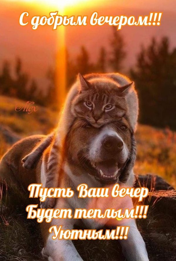 Изображение №65 808x1197 «Прикольная открытка С добрым вечером!» из коллекции «Осенние открытки «Хорошего доброго вечера!»»