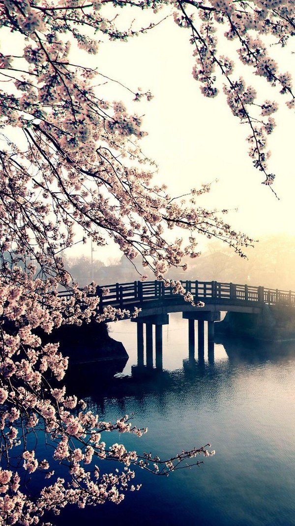 Изображение №12 1080x1920 «Цветущее дерево, река, мост» из коллекции «Весна»