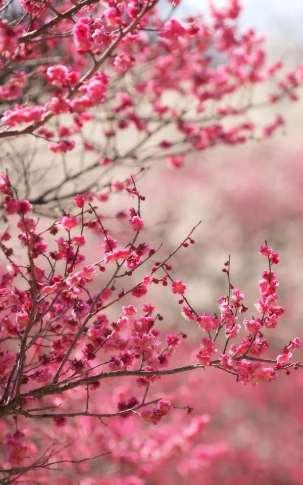 Изображение №27 1200x1920 «Сакура фон на телефон» из коллекции «Весна»