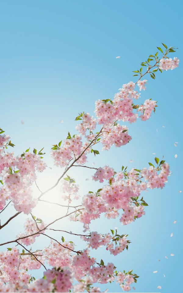 Изображение №51 2500x4000 «Сакура небо солнце фон» из коллекции «Весна»