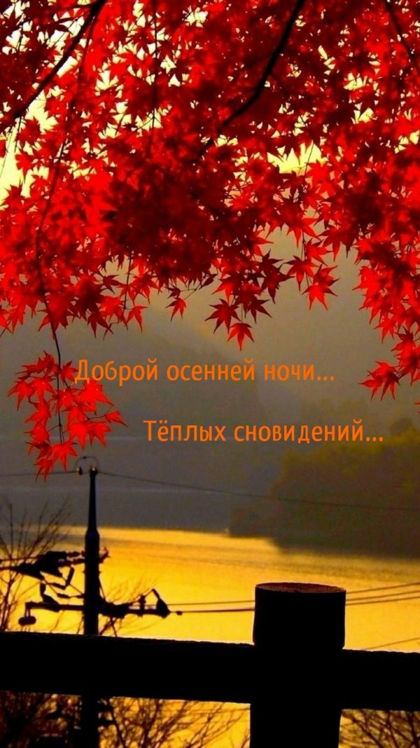 Изображение №27 900x1600 «Доброй осенней ночи! Тёплых сновидений!» из коллекции «Осенние открытки «Спокойной доброй ночи!»»