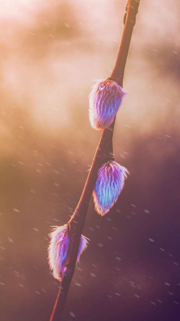 Изображение №62 1080x1920 «Красивая веточка вербы, котики» из коллекции «Весна»