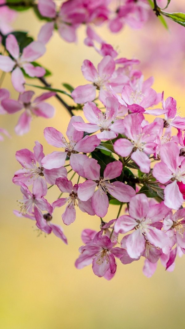 Изображение №63 1080x1920 «Маленькие цветочки, весна» из коллекции «Весна»