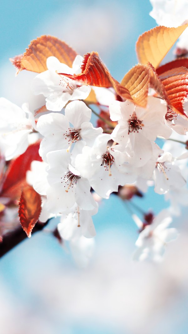 Изображение №55 1440x2560 «Белые весенние цветочки» из коллекции «Весна»