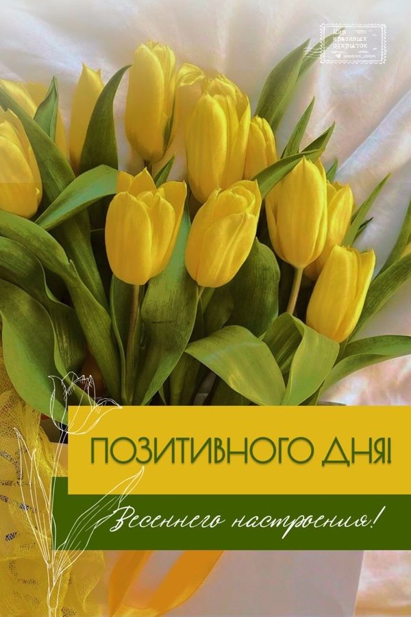 Изображение №43 853x1280 «Позитивного дня! Весеннего настроения! Желтые тюльпаны.» из коллекции «Весенние открытки «Хорошего доброго дня!»»