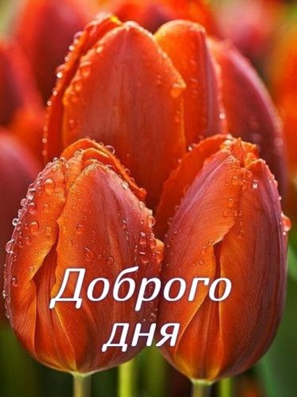 Изображение №64 374x499 «Доброго дня! Красные тюльпаны.» из коллекции «Весенние открытки «Хорошего доброго дня!»»