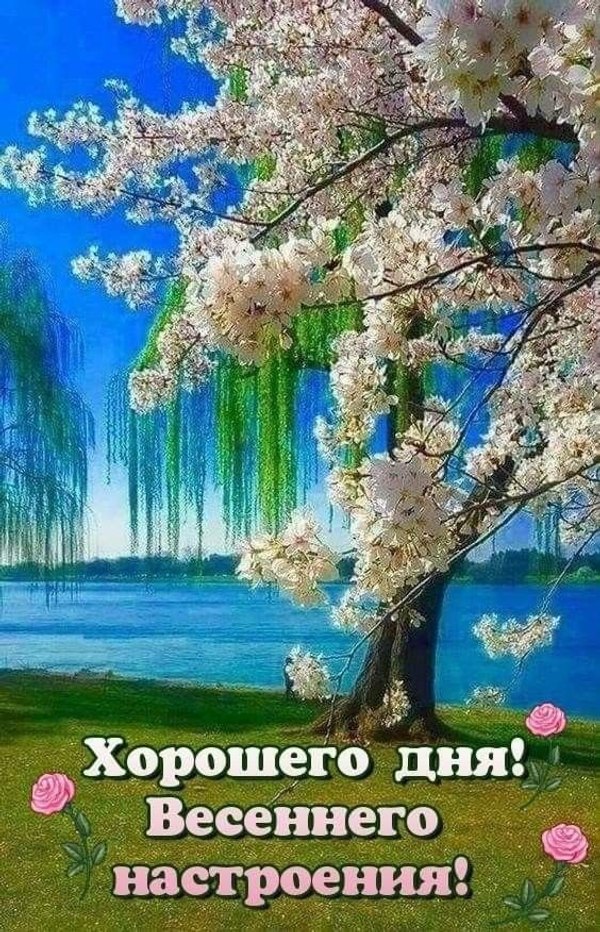 Изображение №19 564x876 «Хорошего дня! Весеннего настроения!» из коллекции «Весенние открытки «Хорошего доброго дня!»»