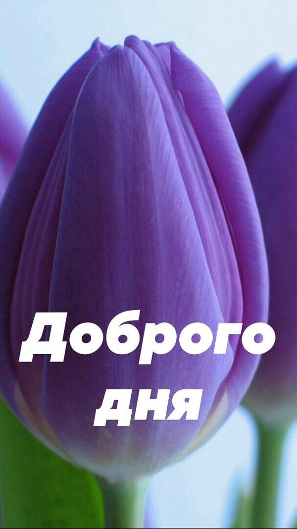 Изображение №60 607x1080 «Доброго дня! Большой синий тюльпан.» из коллекции «Весенние открытки «Хорошего доброго дня!»»