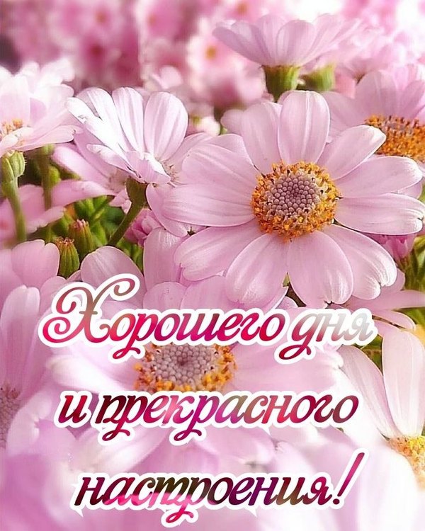 Изображение №24 736x920 «Открытка Хорошего дня и прекрасного настроения!» из коллекции «Весенние открытки «Хорошего доброго дня!»»