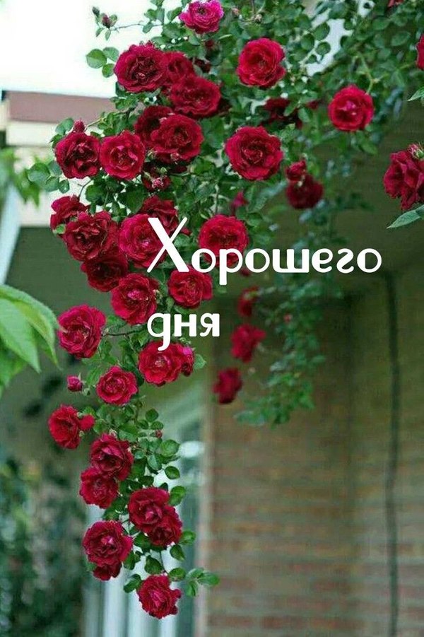 Изображение №45 717x1077  из коллекции «Весенние открытки «Хорошего доброго дня!»»