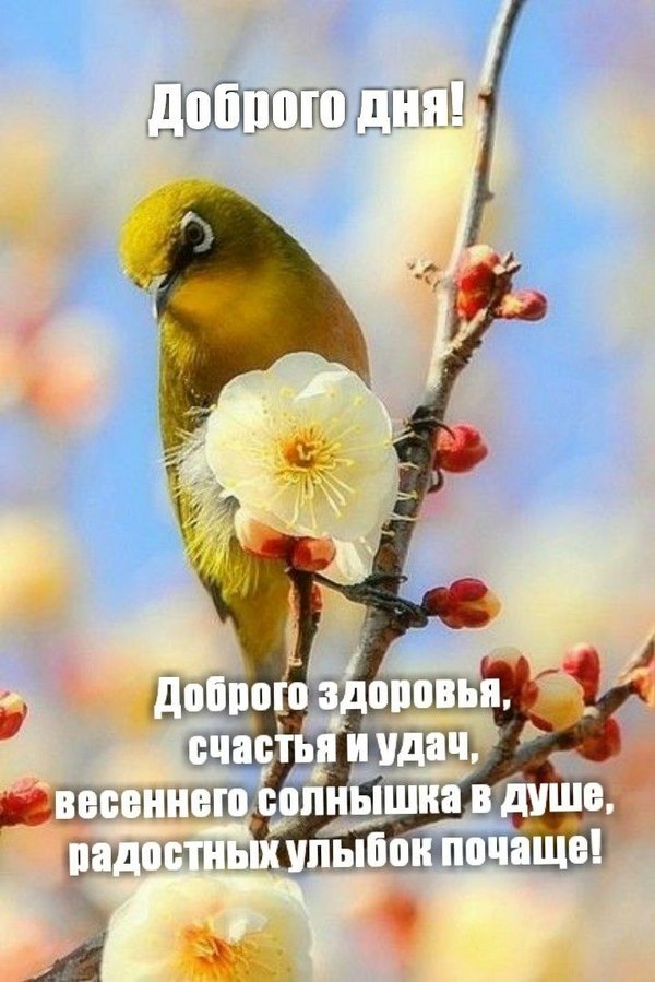 Изображение №20 720x1079  из коллекции «Весенние открытки «Хорошего доброго дня!»»