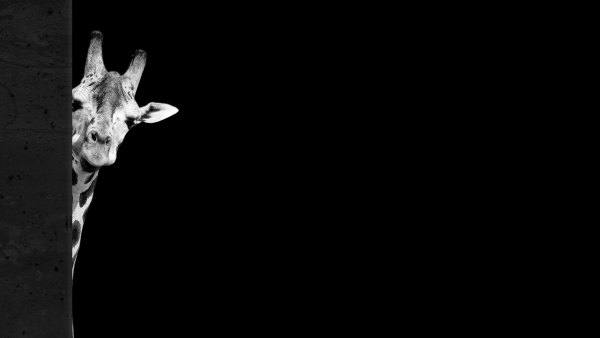 Изображение №16 3840x2160 «Жираф на чёрном фоне 4k» из коллекции «Чёрно-белые Обои 4k»