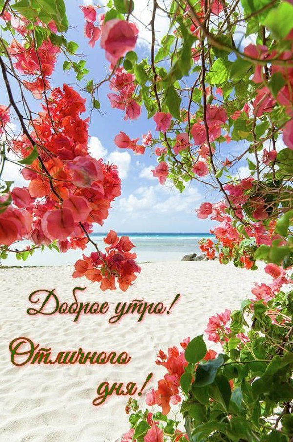 Изображение №34 529x799 «Доброе утро! Отличного дня! Пляж, море.» из коллекции «Летние открытки «С добрым утром!»»
