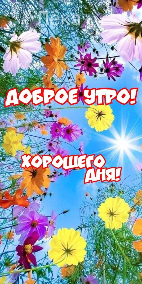 Изображение №11 564x1128 «Доброе утро! Хорошего дня!» из коллекции «Летние открытки «С добрым утром!»»