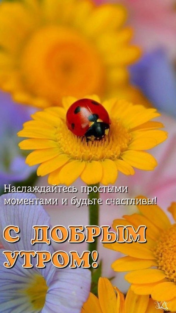Изображение №22 720x1280  из коллекции «Летние открытки «С добрым утром!»»