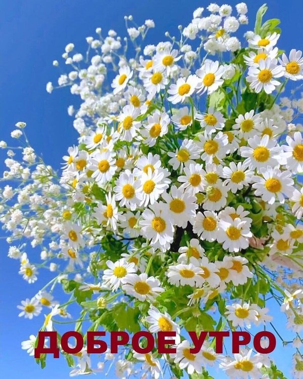 Изображение №10 957x1195 «Доброе утро с ромашками» из коллекции «Летние открытки «С добрым утром!»»