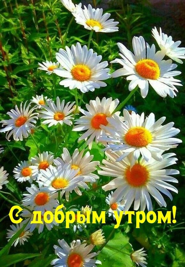 Изображение №3 579x838 «Открытка С добрым утром!» из коллекции «Летние открытки «С добрым утром!»»